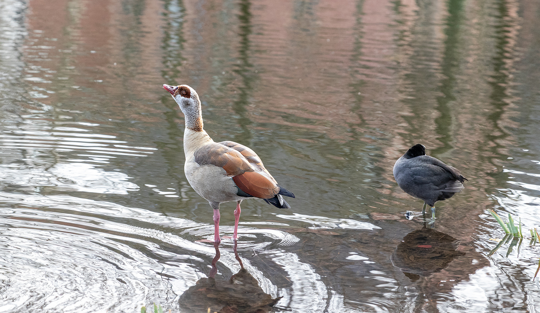 Nilgans und Graugans