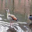 Nilgans und Graugans