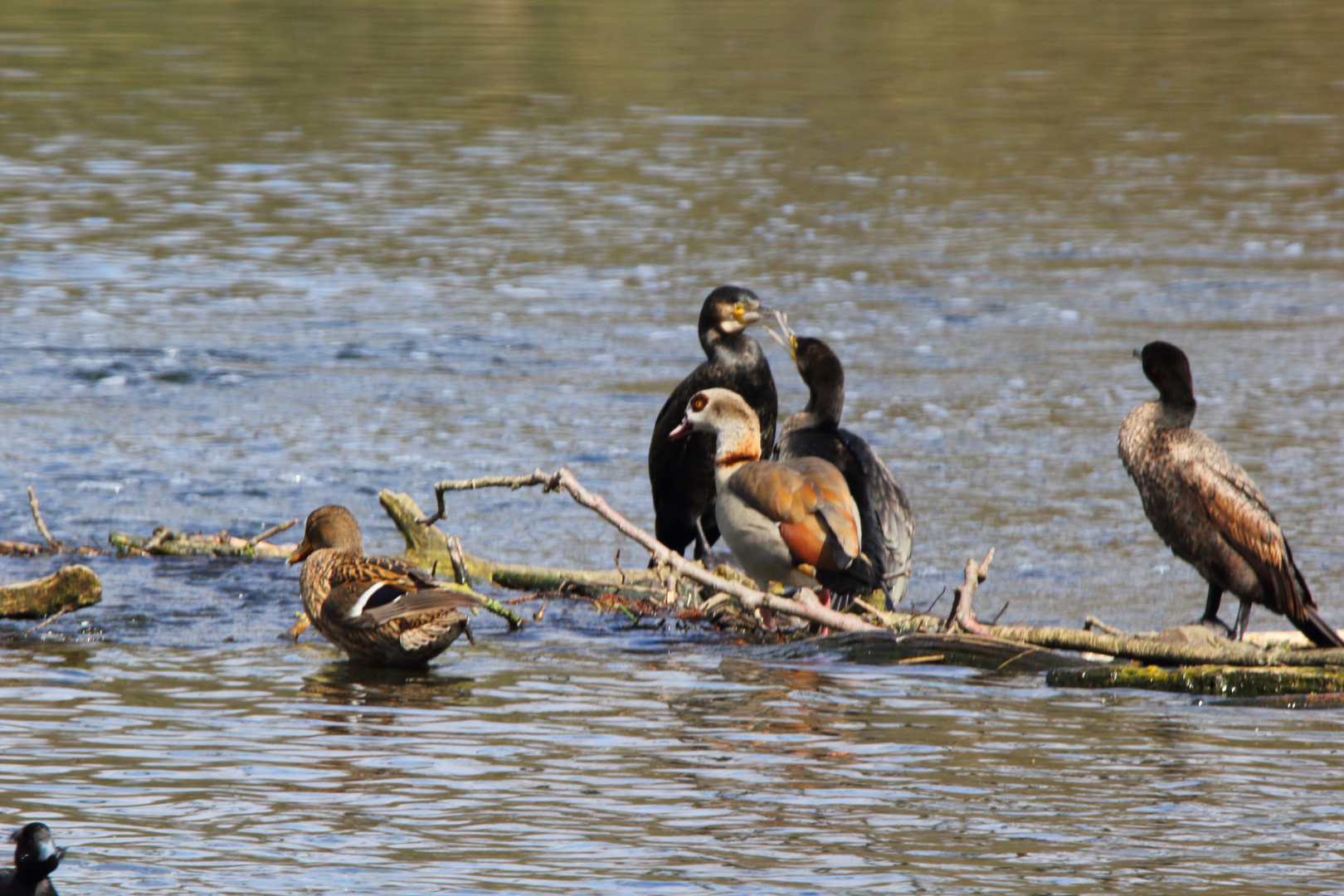 Nilgans und Kormorane