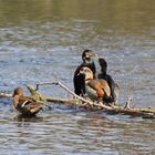 Nilgans und Kormorane