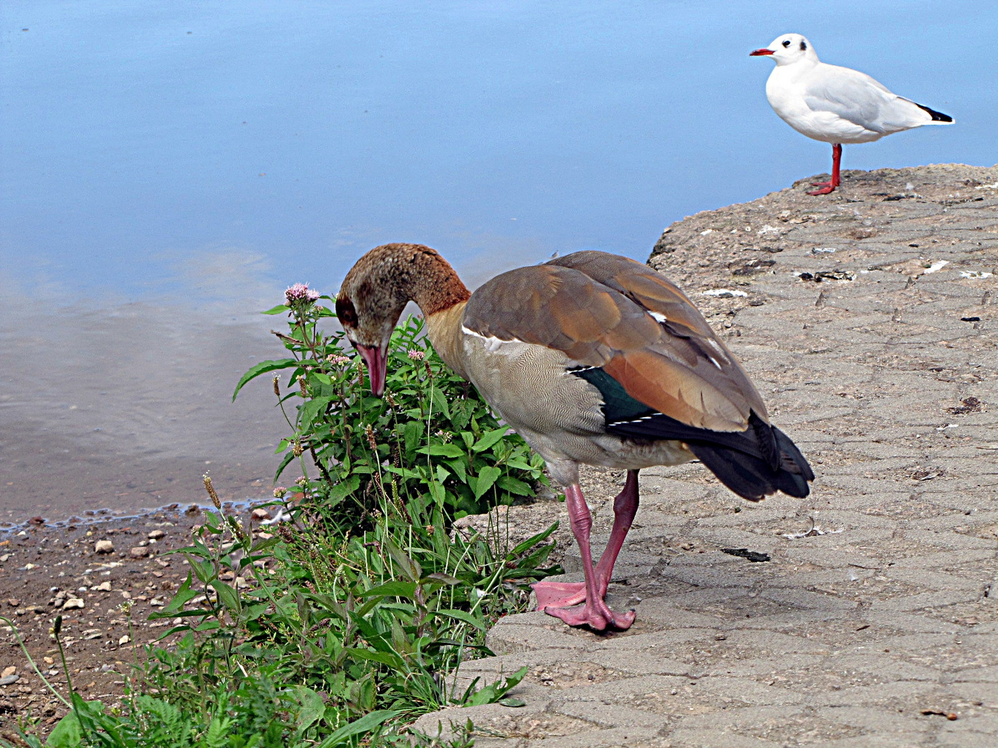 Nilgans und Möwe