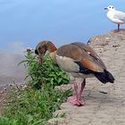 Nilgans und Möwe