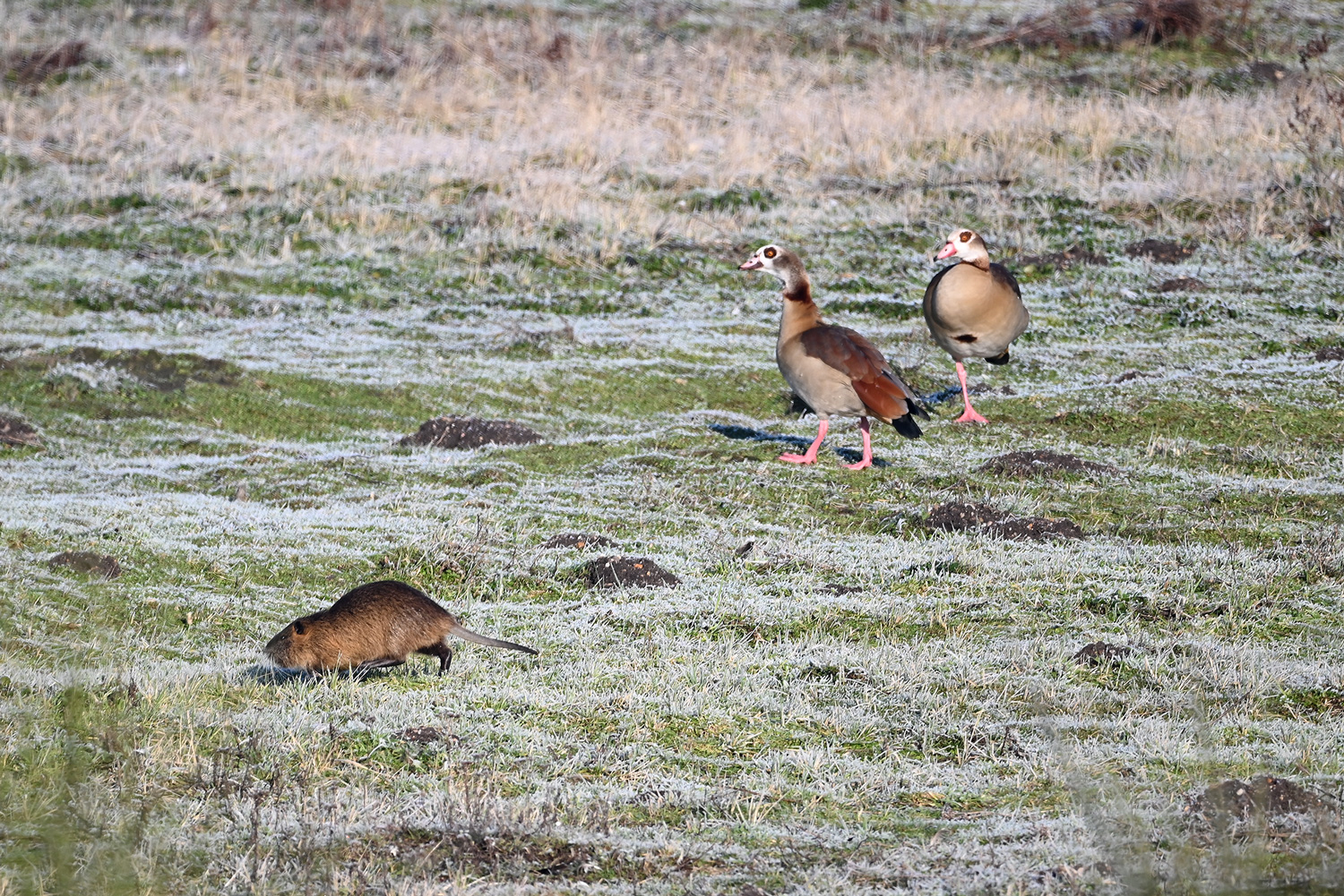 Nilgans und Nutria