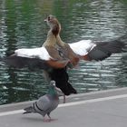 Nilgans und Taube .