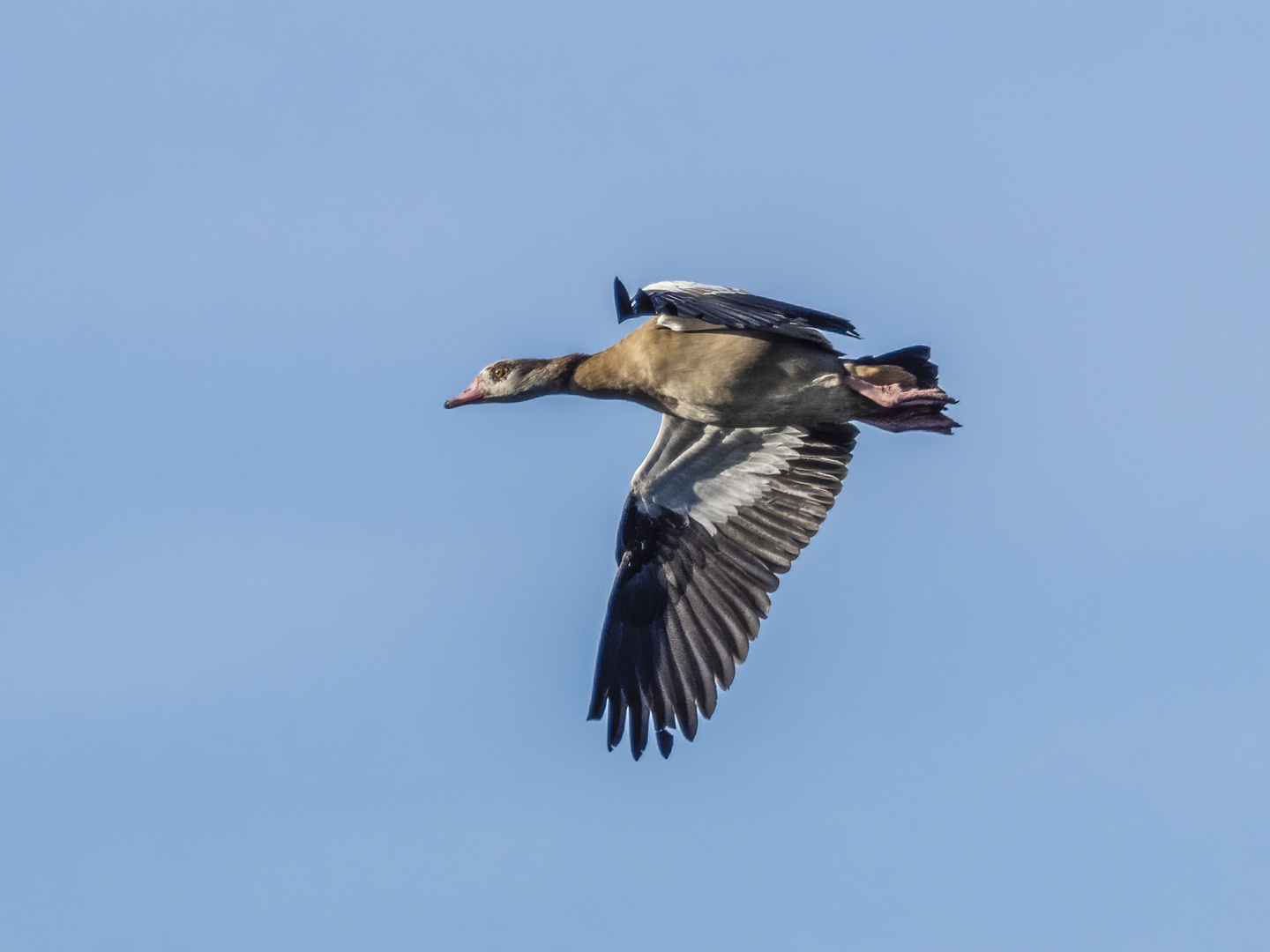 Nilgans unterwegs