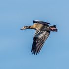 Nilgans unterwegs