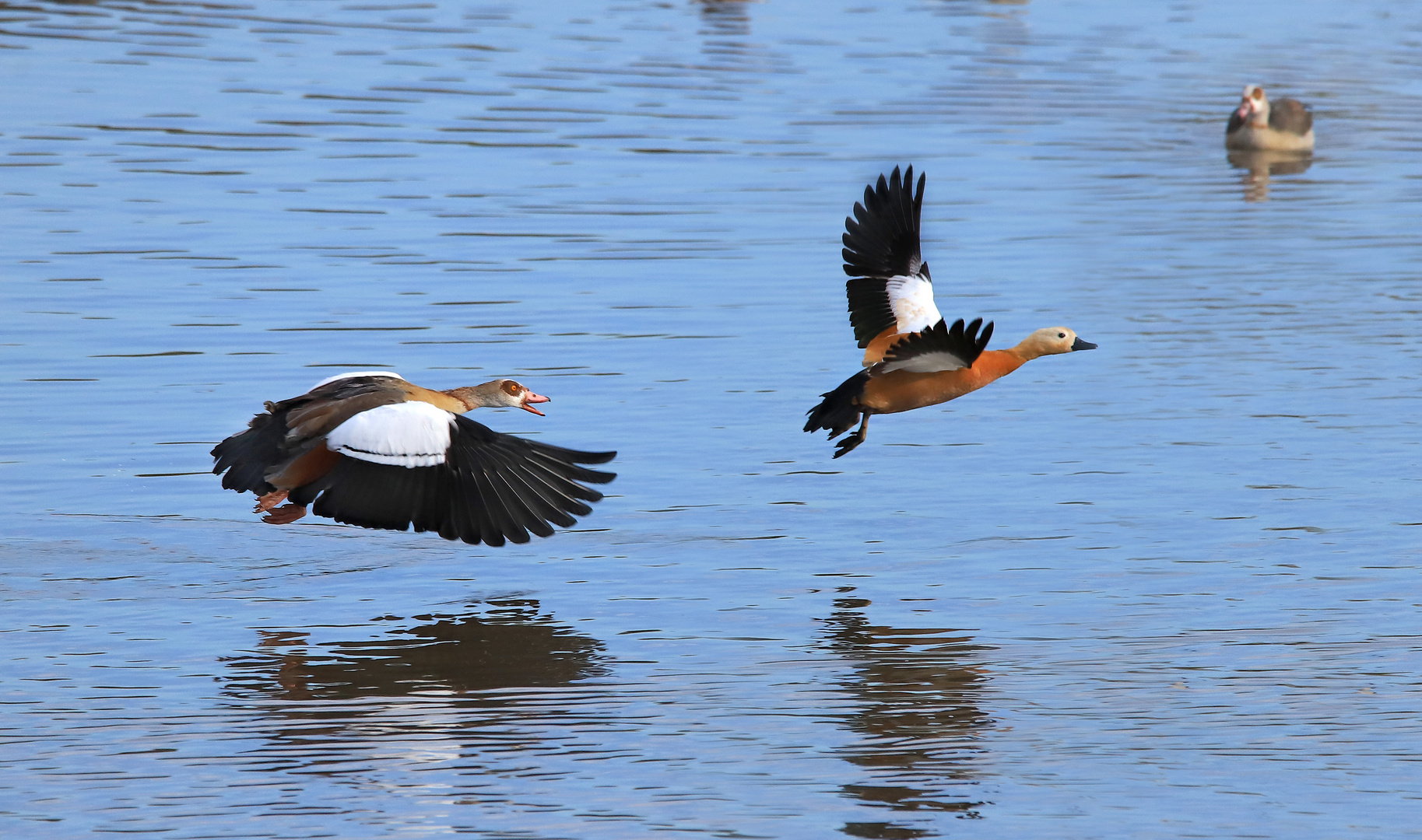 Nilgans verfolgt eine Rostgans