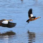 Nilgans verfolgt eine Rostgans