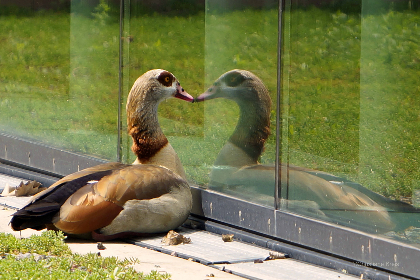 Nilgans verliebt ins Spiegelbild