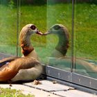 Nilgans verliebt ins Spiegelbild