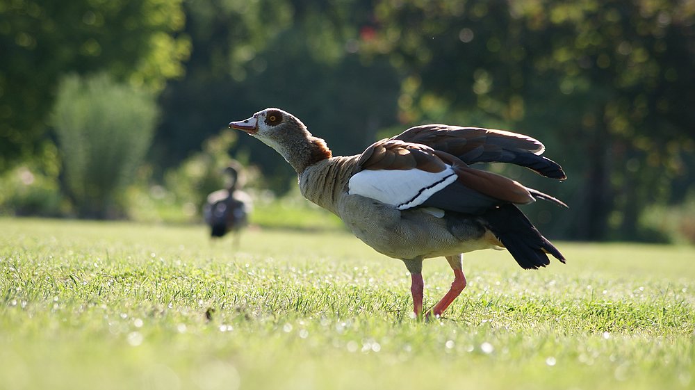 Nilgans vor dem Abflug