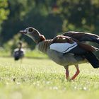 Nilgans vor dem Abflug