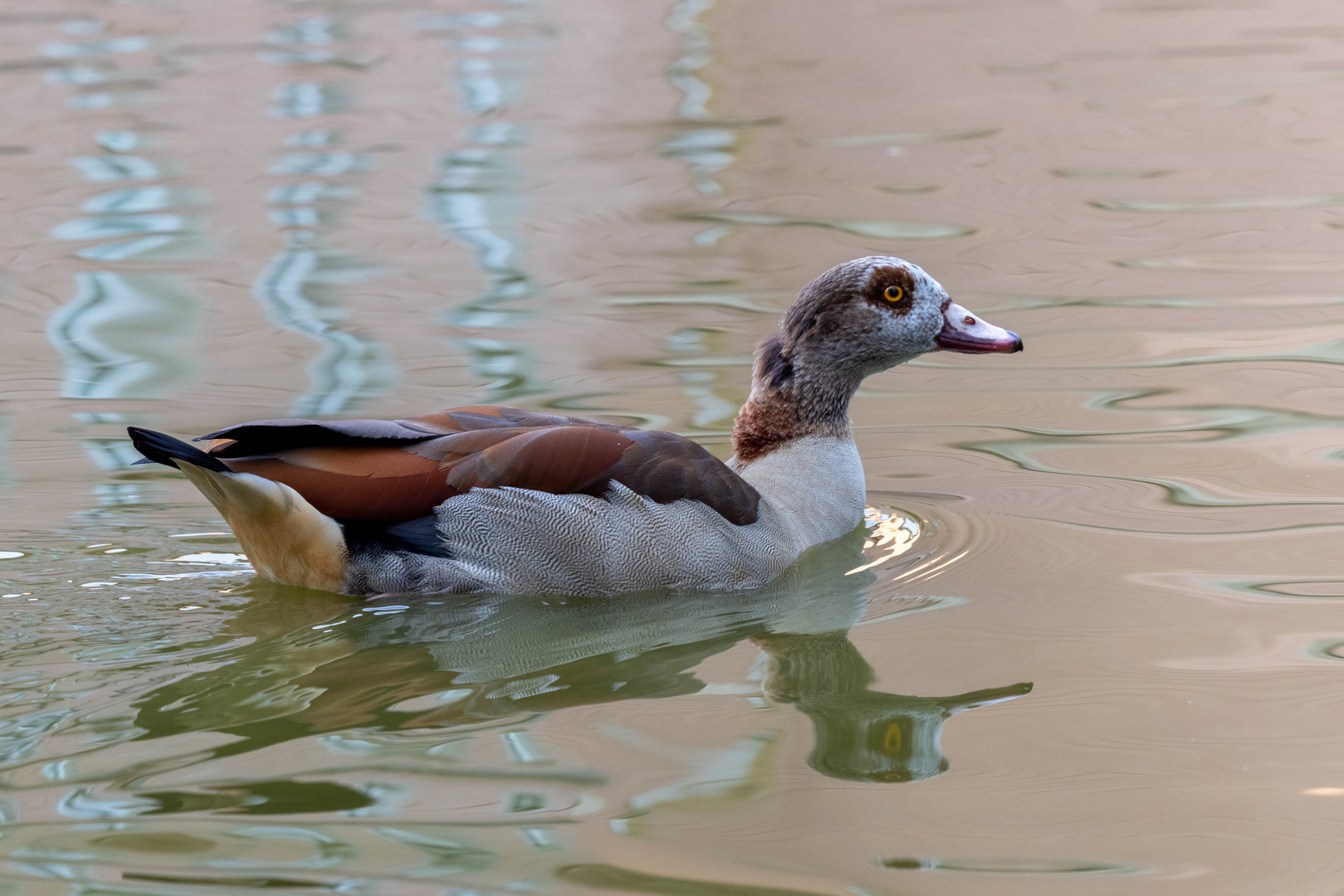 Nilgans vor Schloß Gracht