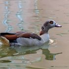 Nilgans vor Schloß Gracht