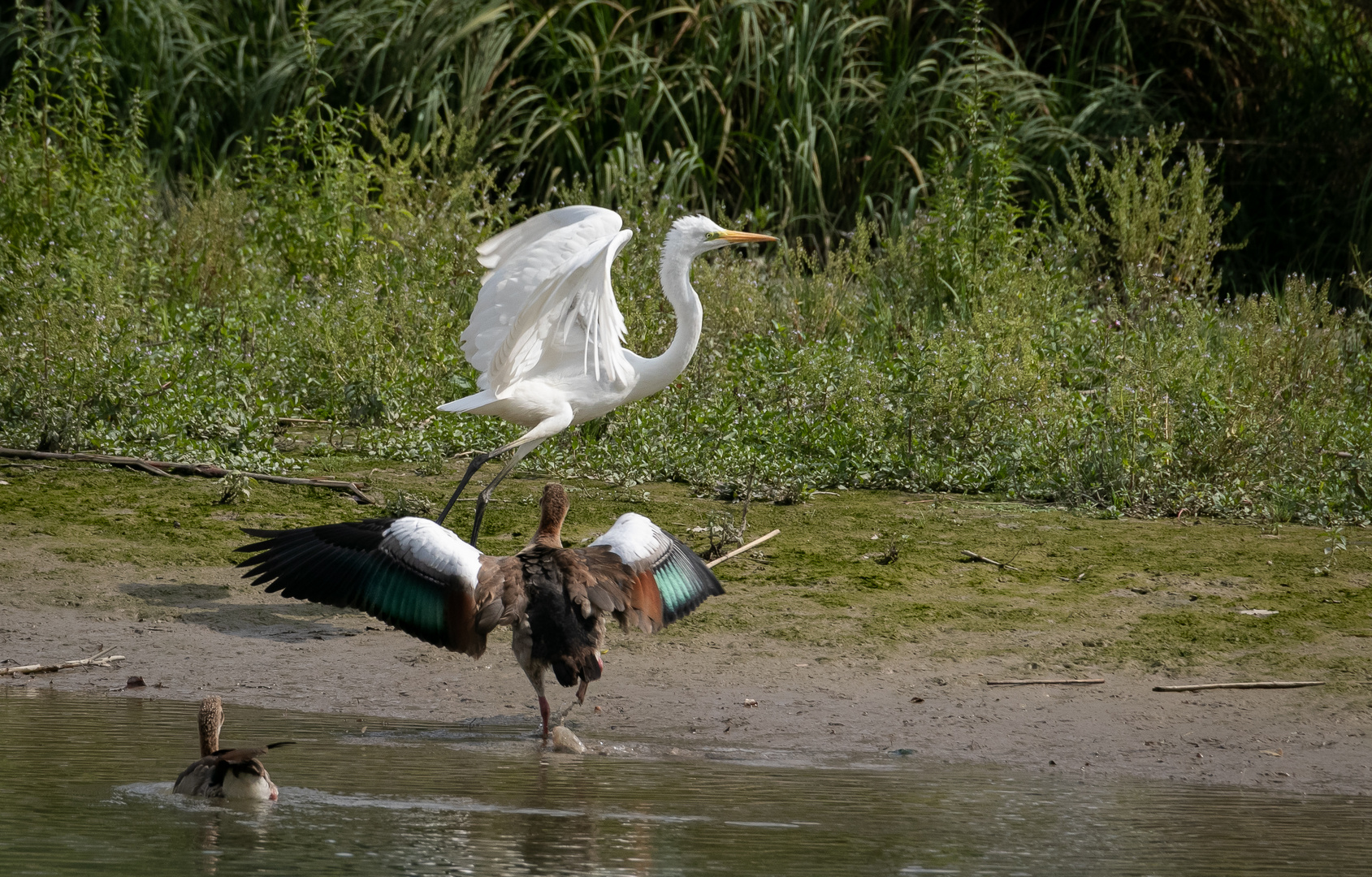 Nilgans vs Silberreiher