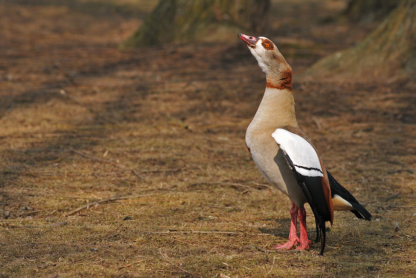 Nilgans-Warnung