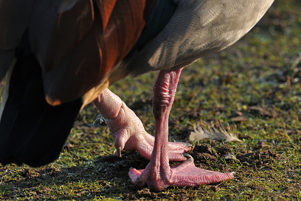  Nilgans: Was Angelschnüre anrichten können