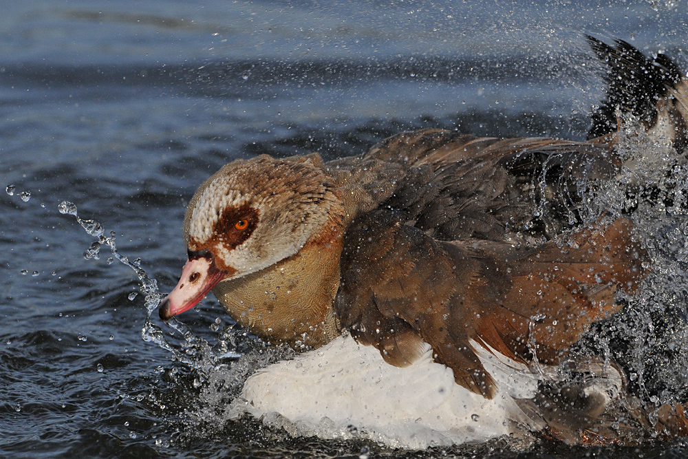 Nilgans – Wasserplustern