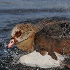 Nilgans – Wasserplustern