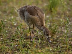 Nilgans-Welpe