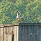 Nilgans - wer hoch sitzt, sieht viel