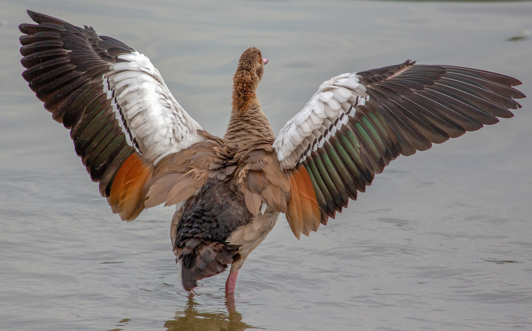 Nilgans zeigt ihr Gefieder