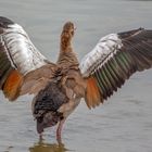 Nilgans zeigt ihr Gefieder