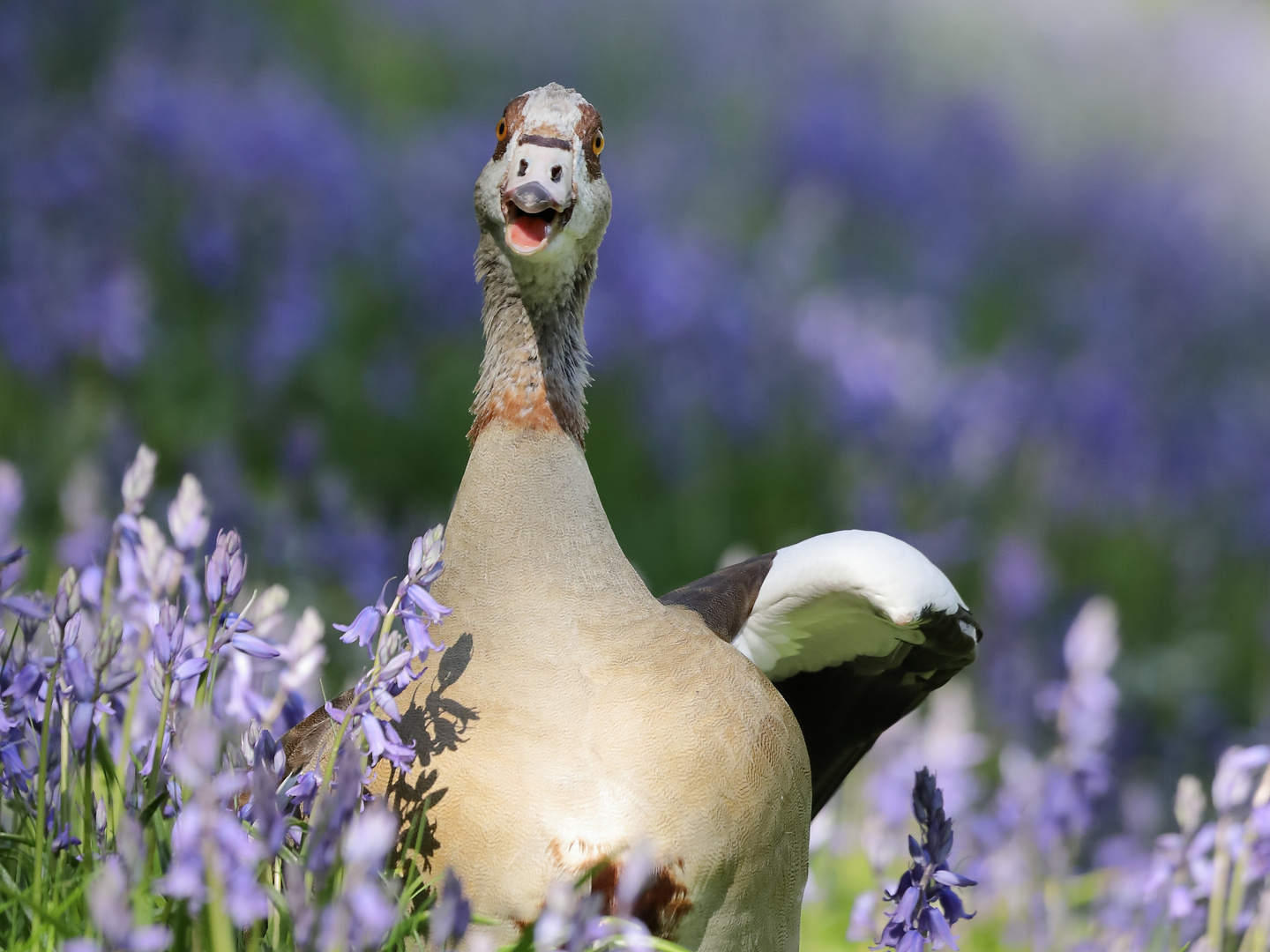 Nilgans zwischen Hasenglöckchen