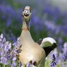 Nilgans zwischen Hasenglöckchen