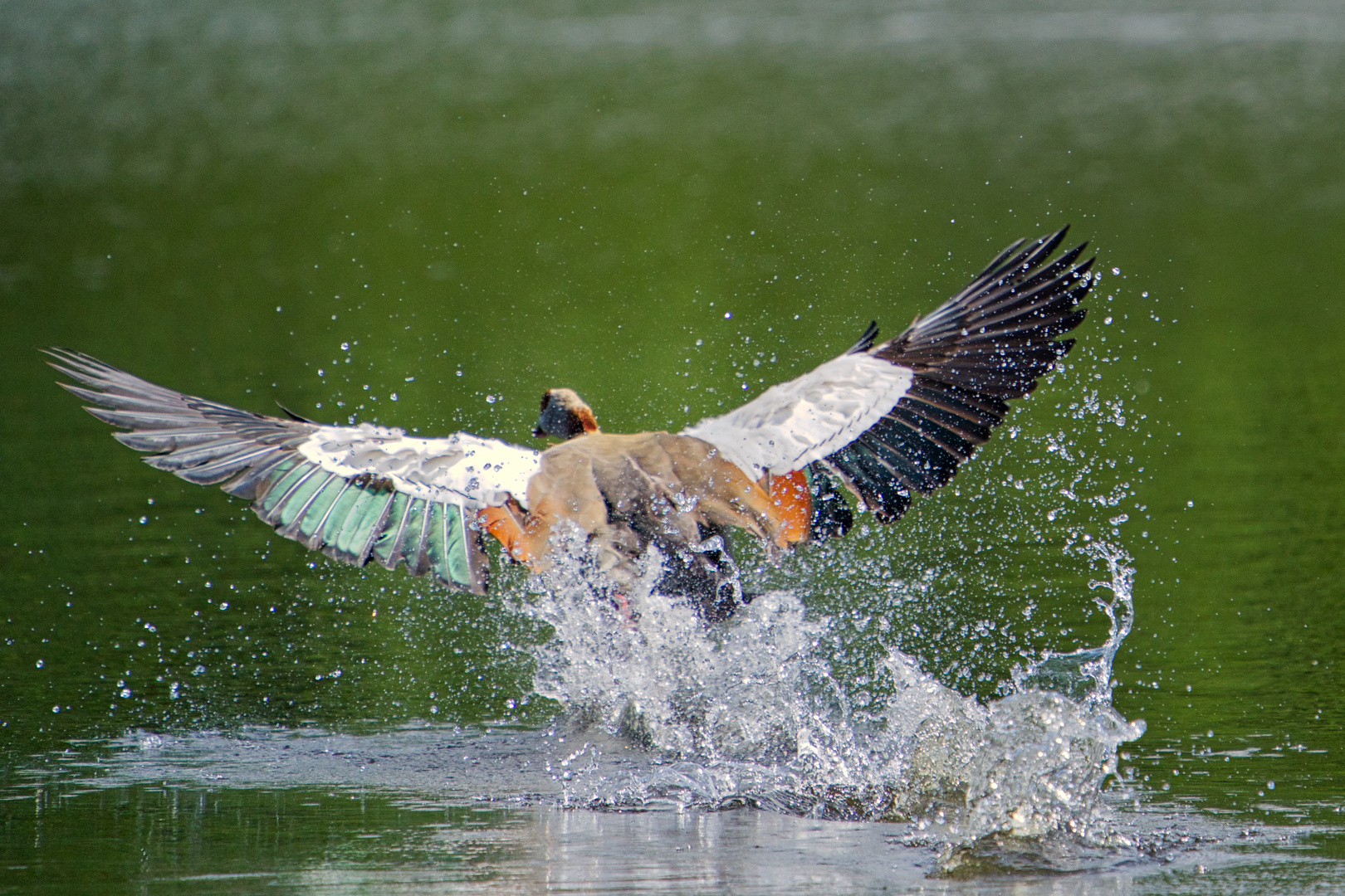 Nilgans_001