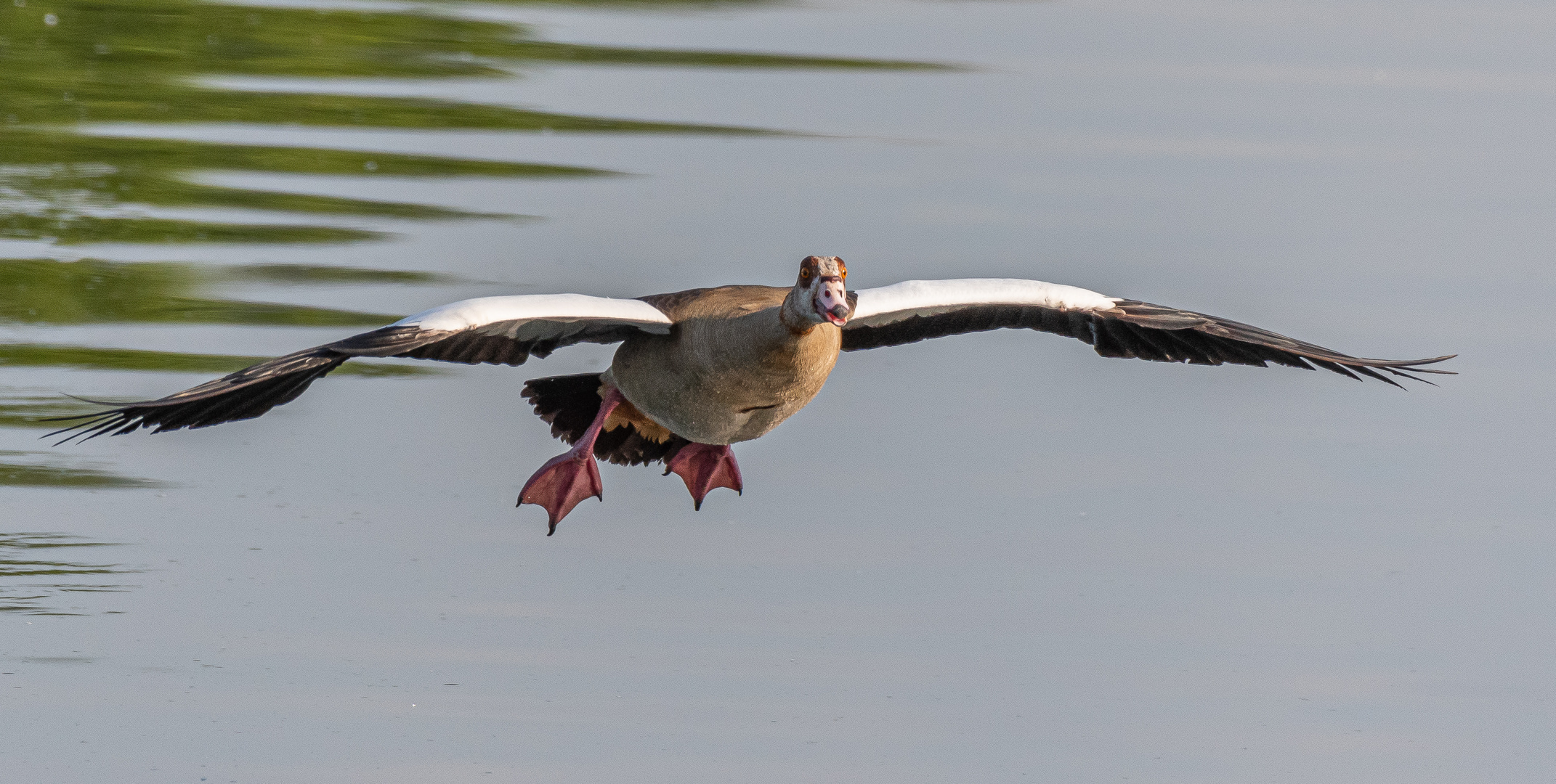 Nilgans_03.06.2020