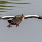 Nilgans_03.06.2020