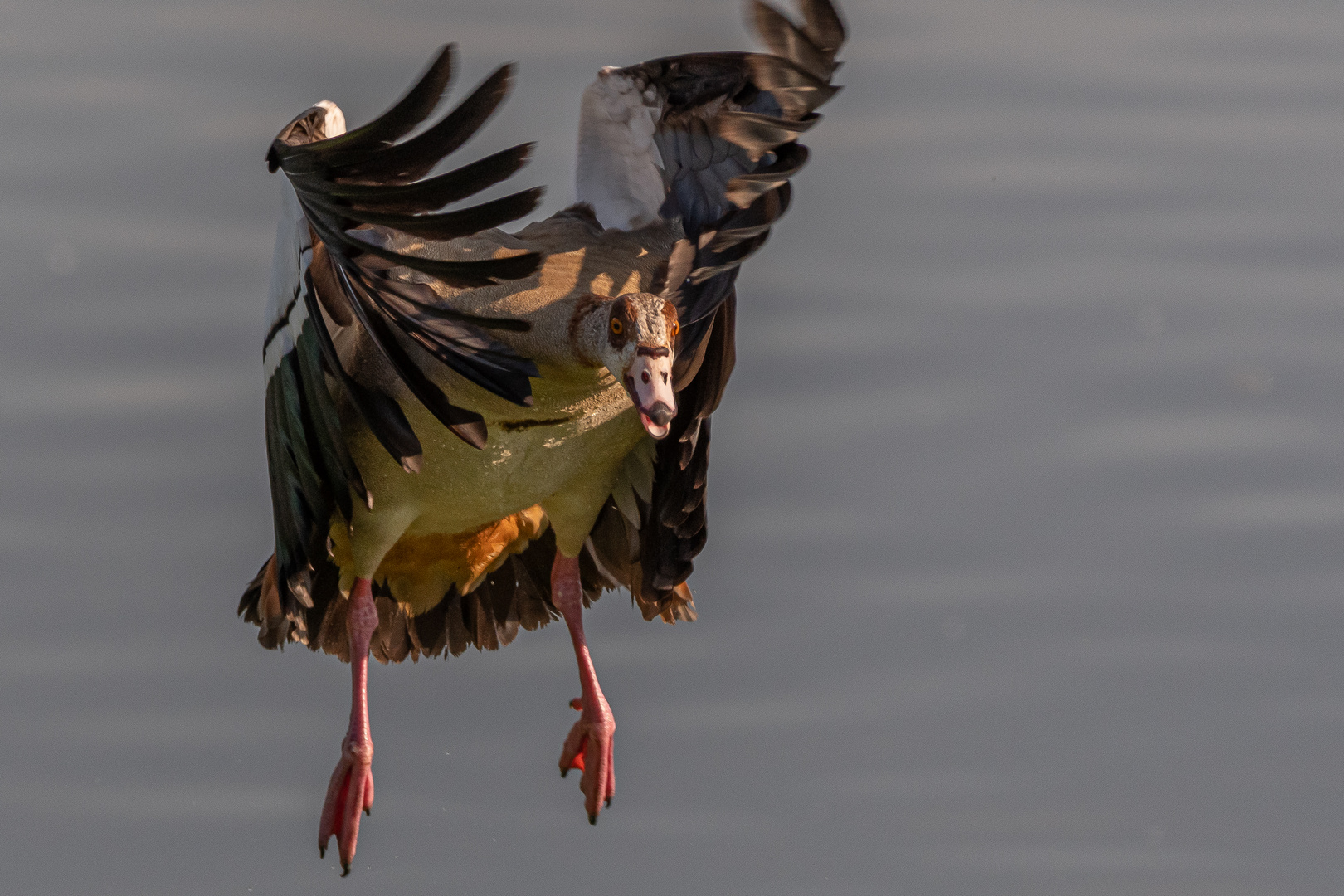 Nilgans_03.06.2020_b