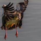 Nilgans_03.06.2020_b