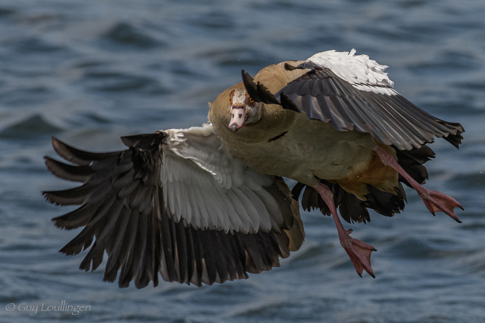 Nilgans_06.07.2020