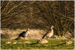 Nilgans(Alopochen aegyptiacus) im Abendlicht