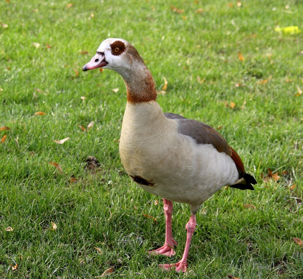 Nilgans...an der Nahe...