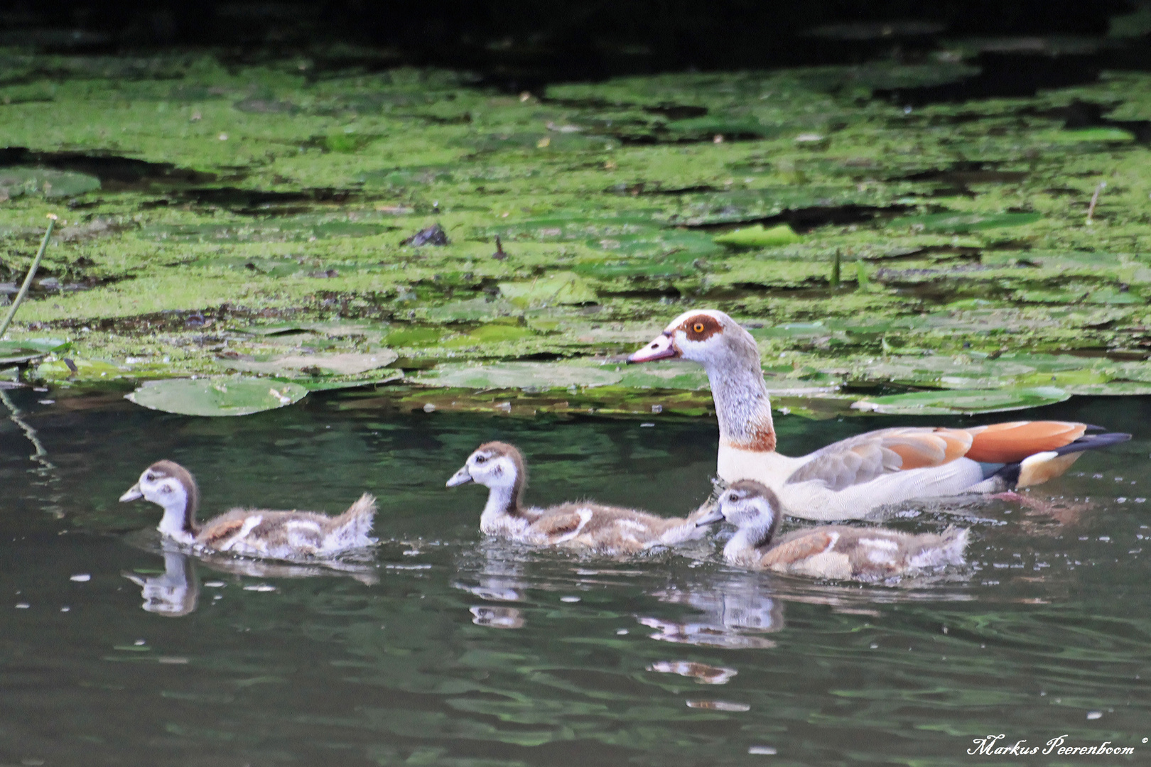 Nilgansfamilie