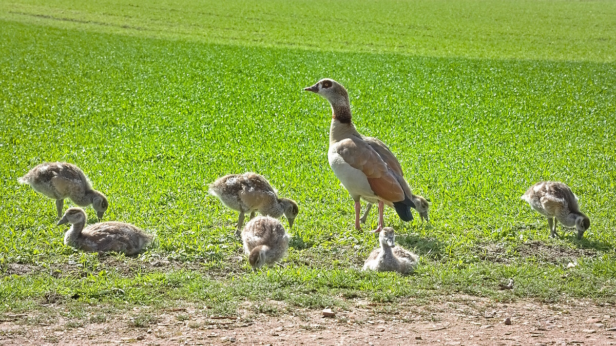 Nilgansfamilie