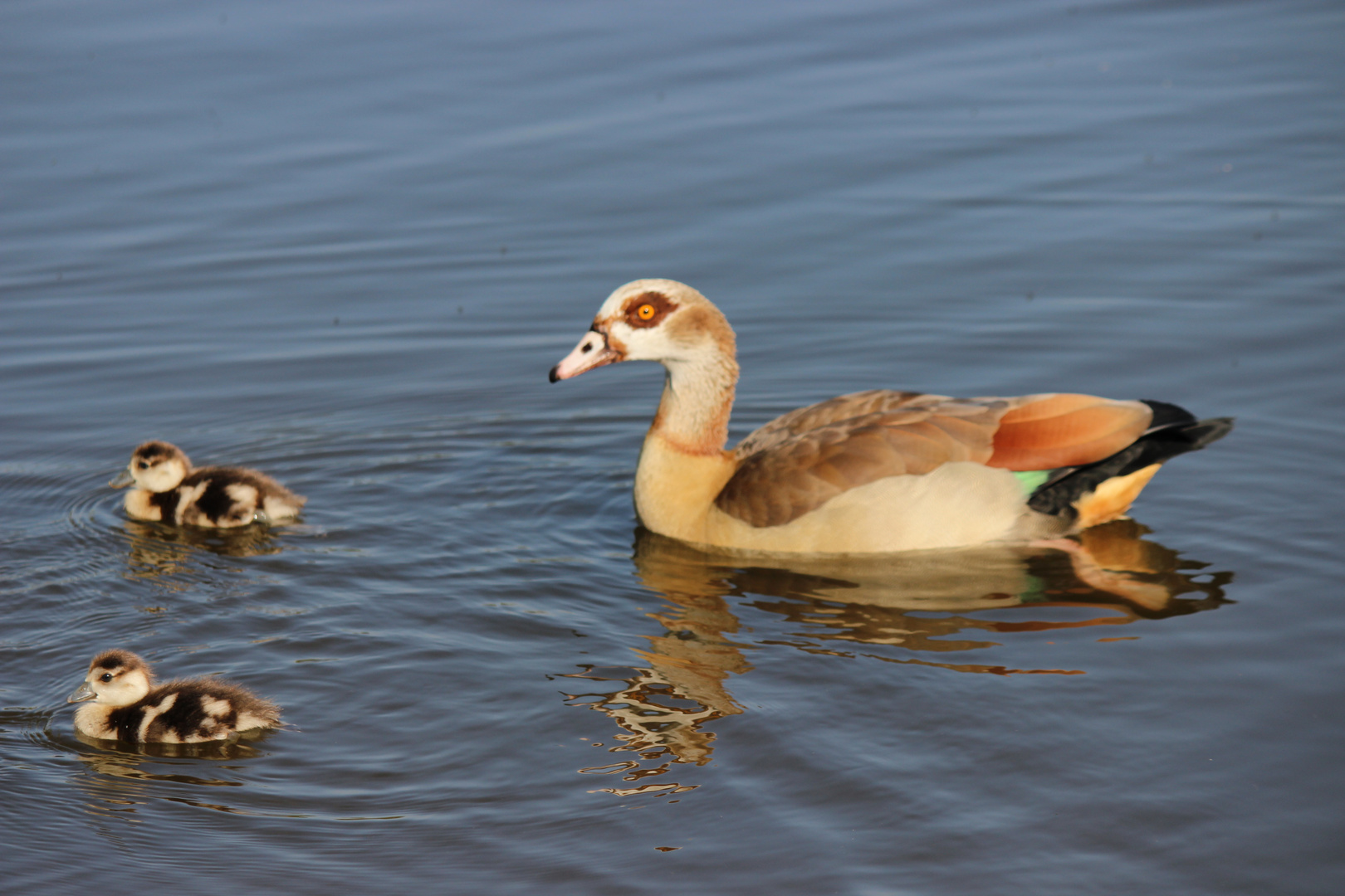 Nilgansfamilie