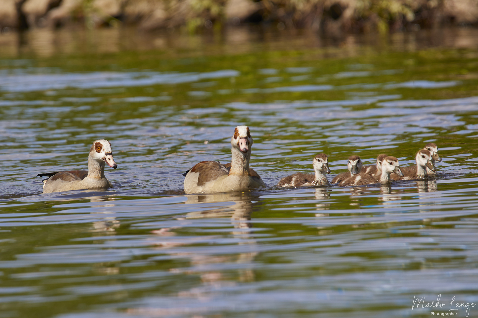 Nilgansfamilie