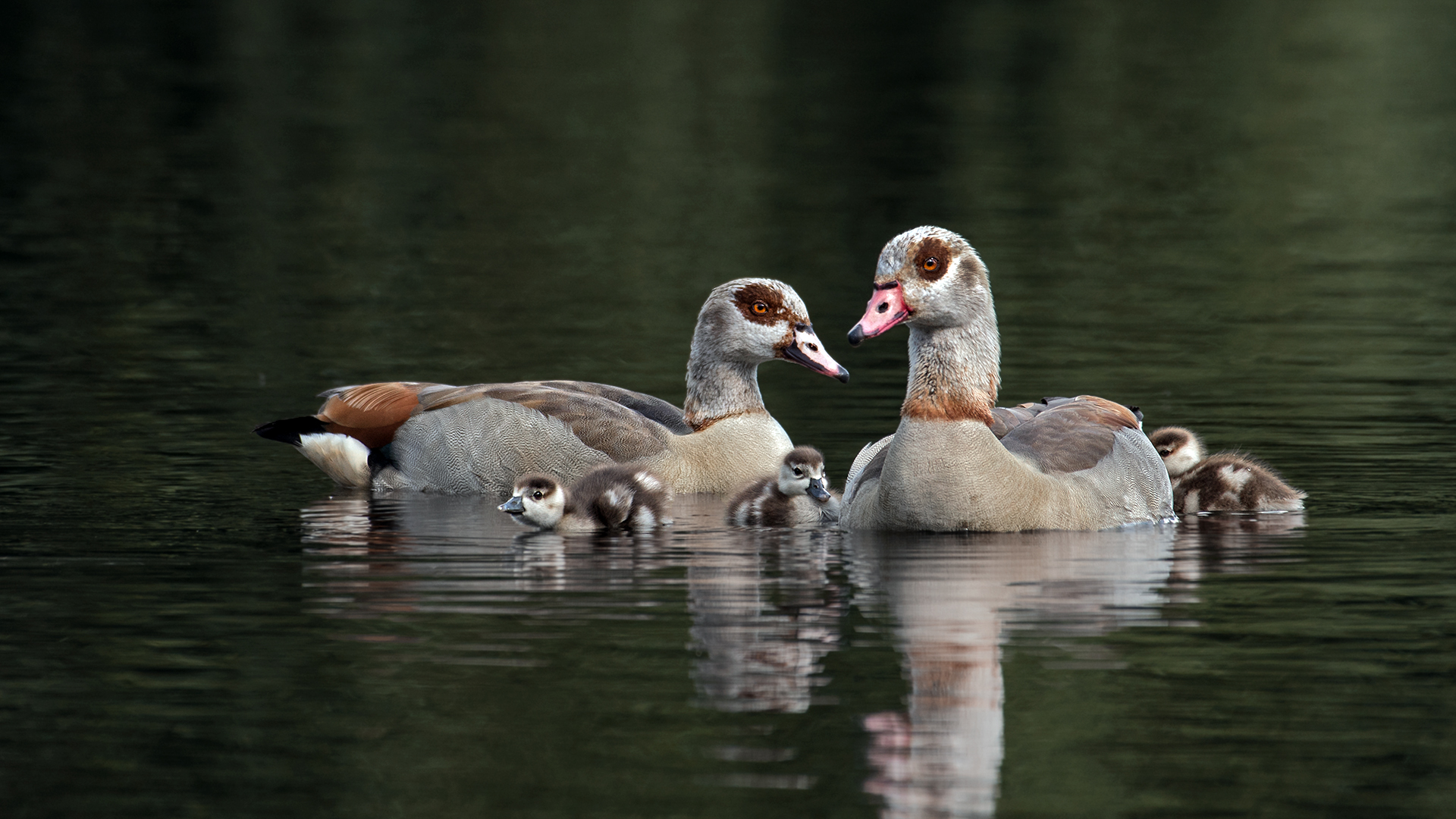 Nilgansfamilie