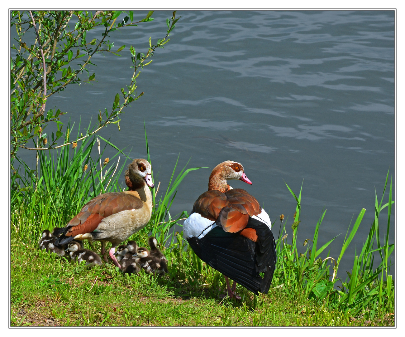 Nilgansfamilie am Fluß