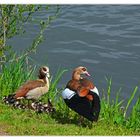 Nilgansfamilie am Fluß