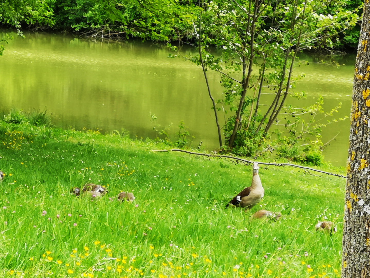 Nilgansfamilie am Schlosswiesensee