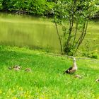 Nilgansfamilie am Schlosswiesensee