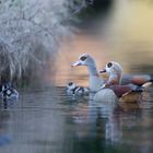 Nilgansfamilie am Ufer der Havel