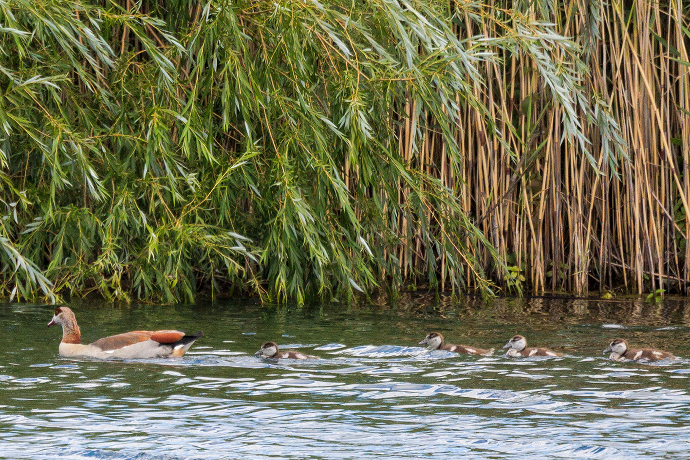 Nilgansfamilie am Weindelsee