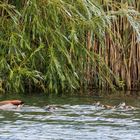 Nilgansfamilie am Weindelsee