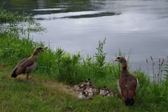 Nilgansfamilie an der Mosel